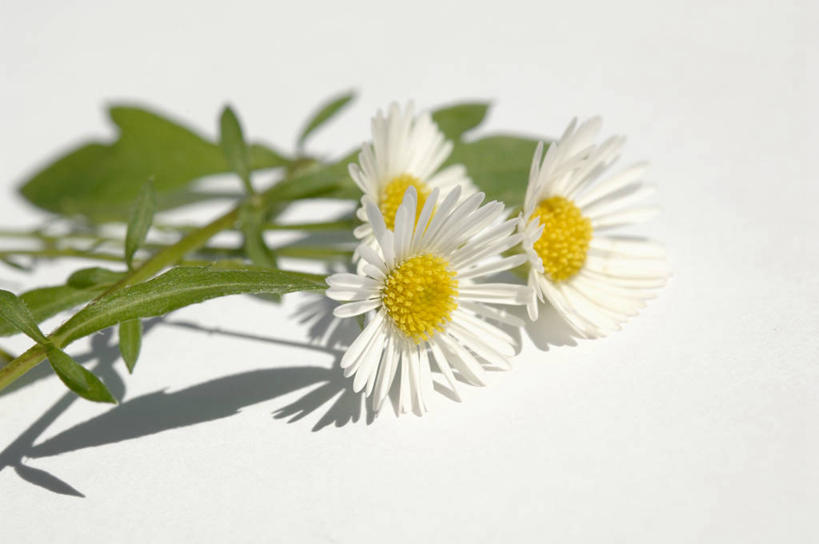 无人,横图,俯视,室内,特写,白天,白色背景,植物,桌面,桌子,叶子,阴影,盛开,反射,木制,纹理,影子,绿叶,花蕾,花,花瓣,花朵,鲜花,绿色,木制品,花苞,花蕊,嫩叶,摄影,甘菊,影棚,肌理,杭菊花,高尚,杭白菊,叶,叶片,叶脉,彩图,高角度拍摄,影棚拍摄,拍摄