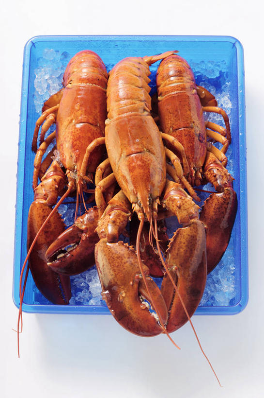 海鲜,龙虾,无人,竖图,俯视,室内,特写,白天,白色背景,桌面,桌子,三只,阴影,反射,木制,影子,塑料,冰,虾,冰块,冷冻,水产,海洋生物,盒子,一个,蓝色,木制品,容器,塑料制品,寒冷,摄影,影棚,冷藏,单个,储藏,冰冷,储存,水生动物,海产品,水生物,海底动物,保鲜,彩图,高角度拍摄,全身,影棚拍摄,拍摄,贮存