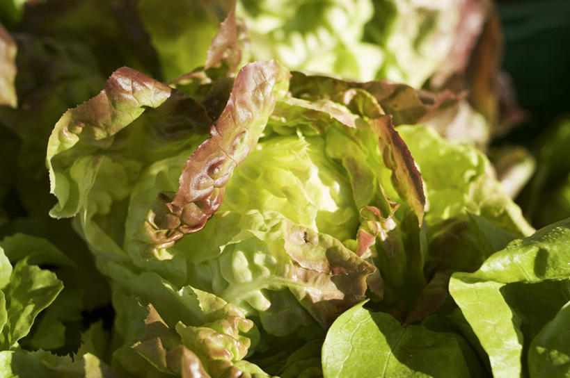 无人,横图,俯视,室外,特写,白天,蔬菜,阴影,朦胧,模糊,新鲜,光线,影子,生菜,莴苣,食品,食物,绿色,阳光,有机食品,绿色食品,春菜,鹅仔菜,莴仔菜,千金菜,叶用莴苣,奶油生菜,彩图,高角度拍摄