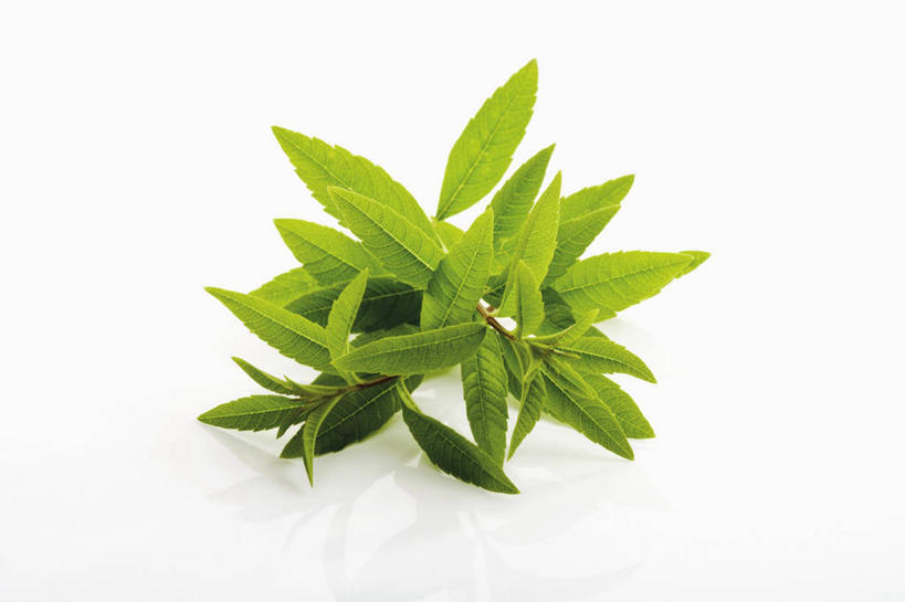 无人,横图,俯视,室内,特写,白天,白色背景,植物,餐桌,桌子,叶子,阴影,反射,纹理,影子,绿叶,绿色,嫩叶,摄影,影棚,餐台,马鞭草,柠檬马鞭草,肌理,叶,叶片,叶脉,彩图,高角度拍摄,影棚拍摄,拍摄