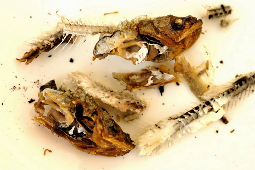 骨骼,无人,横图,俯视,室内,特写,白天,餐桌,桌子,阴影,反射,影子,肉,鱼肉,骨头,凌乱,肉类,餐台,骨架,混乱,肉食,纷乱,缭乱,庞杂,彩图,高角度拍摄