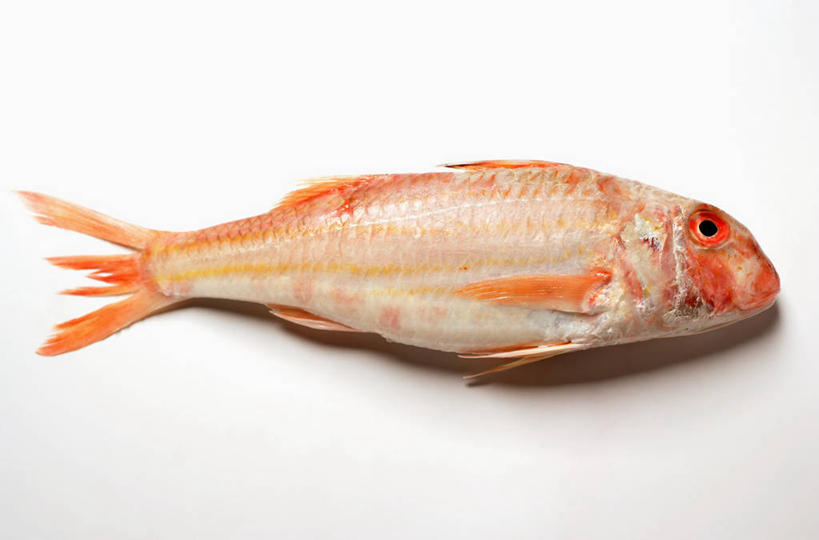 无人,躺,横图,俯视,室内,特写,白天,白色背景,餐桌,桌子,一条,阴影,反射,鱼,影子,鱼类,橙色,摄影,影棚,餐台,鲻鱼,卧着,躺着,卧,彩图,高角度拍摄,全身,影棚拍摄,拍摄,丁鱼,乌支,乌鲻,黑耳鲻