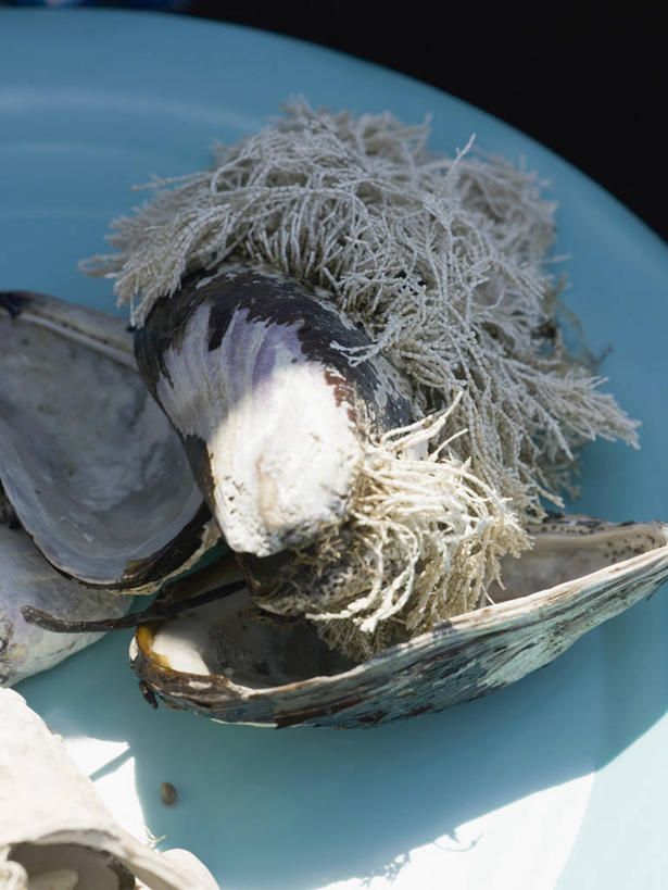 海鲜,无人,竖图,俯视,室内,特写,白天,餐桌,桌子,贝壳,阴影,反射,影子,水产,海洋生物,海藻,餐台,海草,水生动物,海产品,贻贝,水生物,海底动物,海虹,淡菜,壳菜,青口,贝类外壳,海螺壳,软体动物外壳,彩图,高角度拍摄