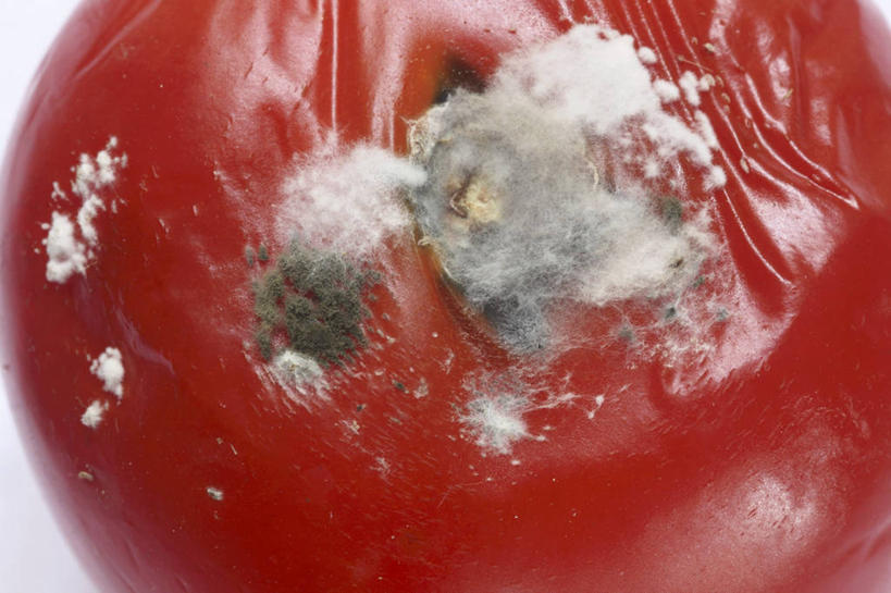 无人,横图,俯视,室内,特写,白天,白色背景,餐桌,桌子,蔬菜,西红柿,阴影,发霉,新鲜,反射,影子,食品,食物,一个,红色,摄影,有机食品,绿色食品,影棚,单个,餐台,霉菌,番茄,彩图,高角度拍摄,影棚拍摄,拍摄