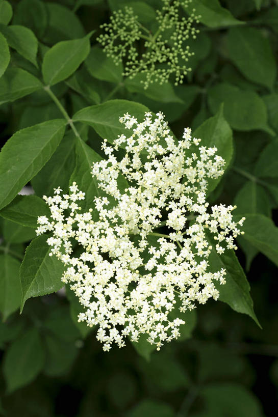 无人,竖图,俯视,室外,特写,白天,美景,植物,叶子,阴影,光线,影子,景观,绿叶,草药,药草,中药,白色,阳光,自然,嫩叶,景色,自然风光,药材,中草药,接骨木,中药材,本草,草珊瑚,接骨金粟兰,九节茶,九节风,九节花,肿节风,竹节茶,叶,叶片,彩图,高角度拍摄