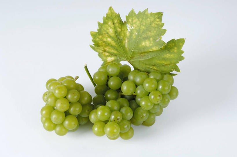 无人,横图,俯视,室内,特写,白天,白色背景,餐桌,桌子,葡萄,水果,叶子,三串,阴影,新鲜,反射,影子,生食,食品,果实,绿叶,食物,绿色,嫩叶,摄影,有机食品,绿色食品,影棚,餐台,叶,叶片,山葫芦,蒲桃,草龙珠,彩图,高角度拍摄,影棚拍摄,拍摄