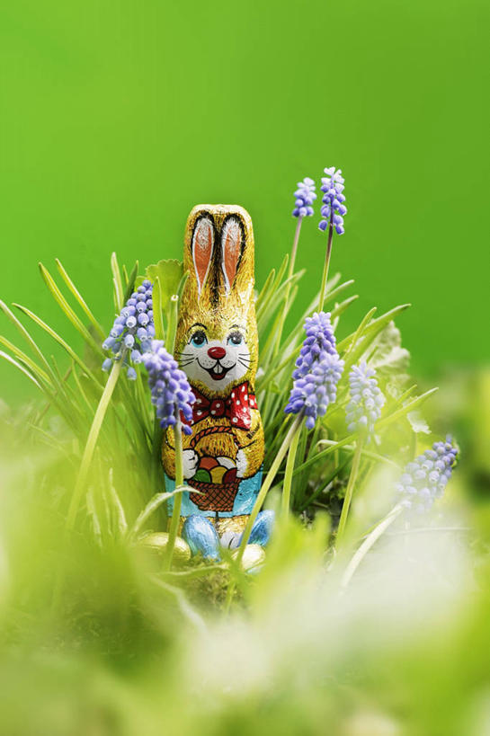 无人,竖图,俯视,室内,特写,白天,爱情,哺乳动物,雕塑,复活节,绿色背景,阴影,节日,朦胧,模糊,庆祝,艺术,装饰,盛开,反射,兔子,雕刻,雕像,影子,花蕾,文化,花,花瓣,花朵,鲜花,紫色,动物,工艺品,花苞,花蕊,庆典,摄影,影棚,纪念,悲伤,兔,美术,忧郁,主题,陈列,功能,美学,蓝壶花,蓝瓶花,葡萄百合,葡萄风信子,葡萄麝香兰,葡萄水仙,妒忌,彩图,高角度拍摄,影棚拍摄,拍摄