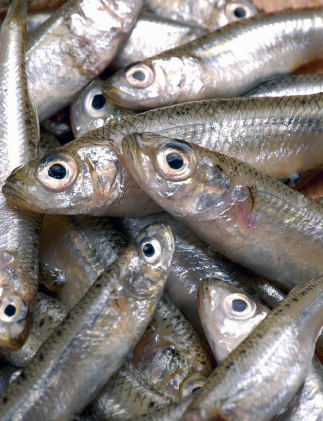 无人,竖图,俯视,室内,特写,白天,一堆,许多,阴影,堆叠,堆积,朦胧,模糊,反射,鱼,影子,鱼类,堆,死亡,凤尾鱼,殒命,灭亡,凤鲚,鲚鱼,彩图,高角度拍摄