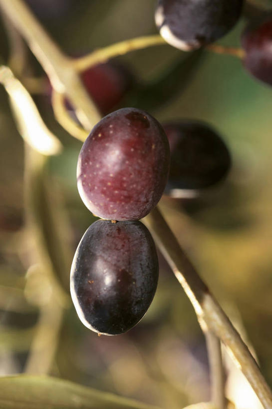 无人,果园,竖图,室外,特写,白天,正面,田园,植物,橄榄,水果,朦胧,模糊,新鲜,生食,食品,果实,果树,枝条,树,树木,树枝,食物,绿色,自然,有机食品,绿色食品,生长,成长,黑橄榄,乌橄榄,乌榄,田庄,油橄榄,虬枝,枝杈,园子,青果,白榄,彩图