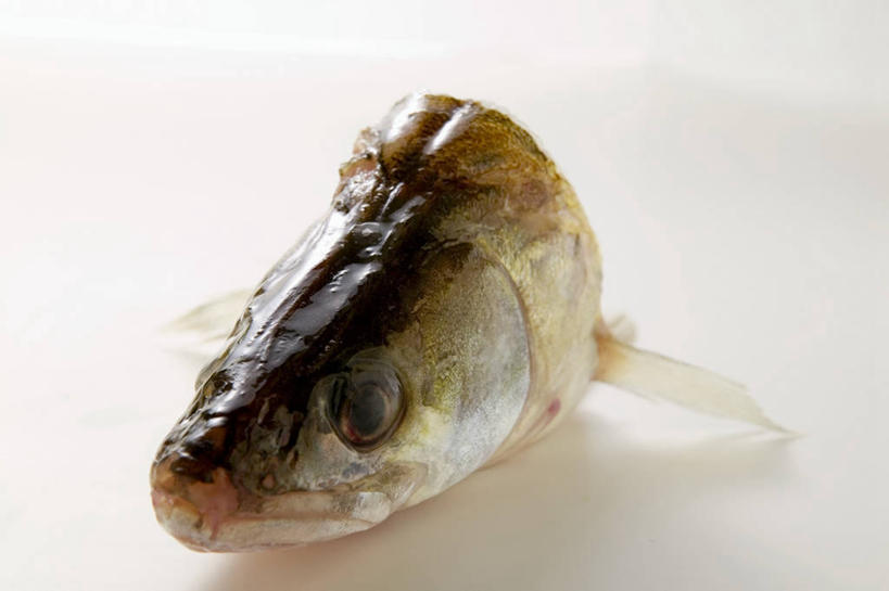 无人,横图,俯视,室内,特写,白天,白色背景,餐桌,桌子,阴影,反射,影子,肉,鱼肉,鱼头,肉类,摄影,影棚,餐台,肉食,彩图,高角度拍摄,影棚拍摄,拍摄