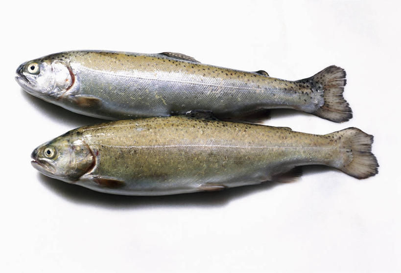 海鲜,无人,横图,俯视,室内,特写,白天,白色背景,餐桌,桌子,鳟鱼,两条,阴影,反射,影子,水产,海洋生物,摄影,影棚,餐台,死亡,虹鳟,虹鳟鱼,水生动物,海产品,水生物,海底动物,鮅,赤眼鱼,红目鳟,红眼棒,殒命,灭亡,野草鱼,彩图,高角度拍摄,全身,影棚拍摄,拍摄