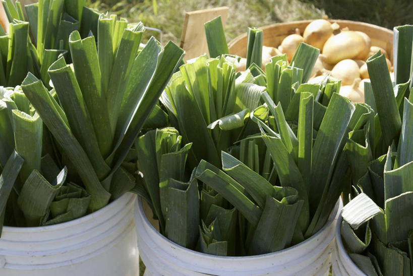 无人,横图,俯视,室外,特写,白天,蔬菜,一排,阴影,新鲜,整齐,光线,桶,影子,塑料,韭菜,食品,食物,排列,白色,阳光,容器,塑料制品,有机食品,绿色食品,储藏,塑料桶,储存,队列,起阳草,韭,山韭,长生韭,彩图,高角度拍摄,贮存