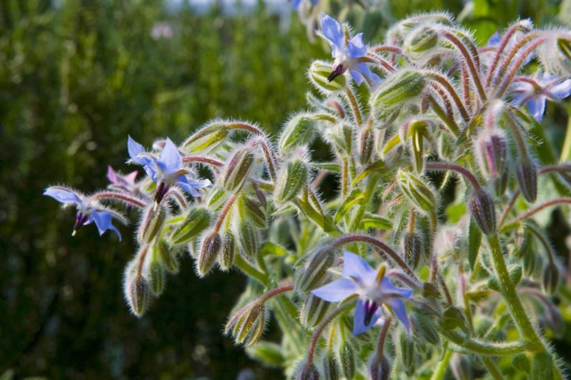 无人,横图,室外,特写,白天,正面,美景,植物,叶子,阴影,朦胧,模糊,盛开,光线,影子,景观,绿叶,草药,药草,花蕾,中药,花,花瓣,花朵,鲜花,阳光,自然,花苞,花蕊,嫩叶,景色,自然风光,药材,中草药,琉璃苣,中药材,本草,茈草,鸦衔草,紫草,紫丹,叶,叶片,彩图