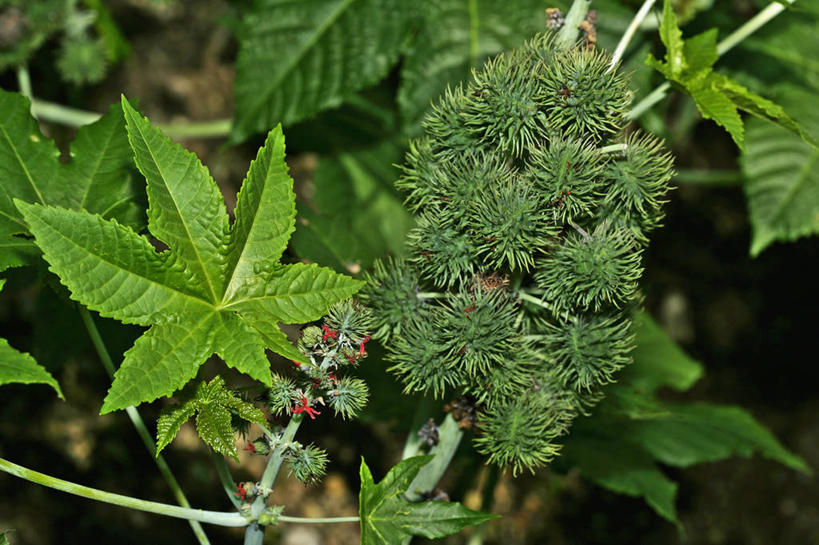 无人,横图,俯视,室外,特写,白天,植物,叶子,阴影,反射,影子,绿叶,草药,药草,中药,嫩叶,药材,中草药,中药材,本草,蓖麻,大麻子,老麻了,叶,叶片,彩图,高角度拍摄