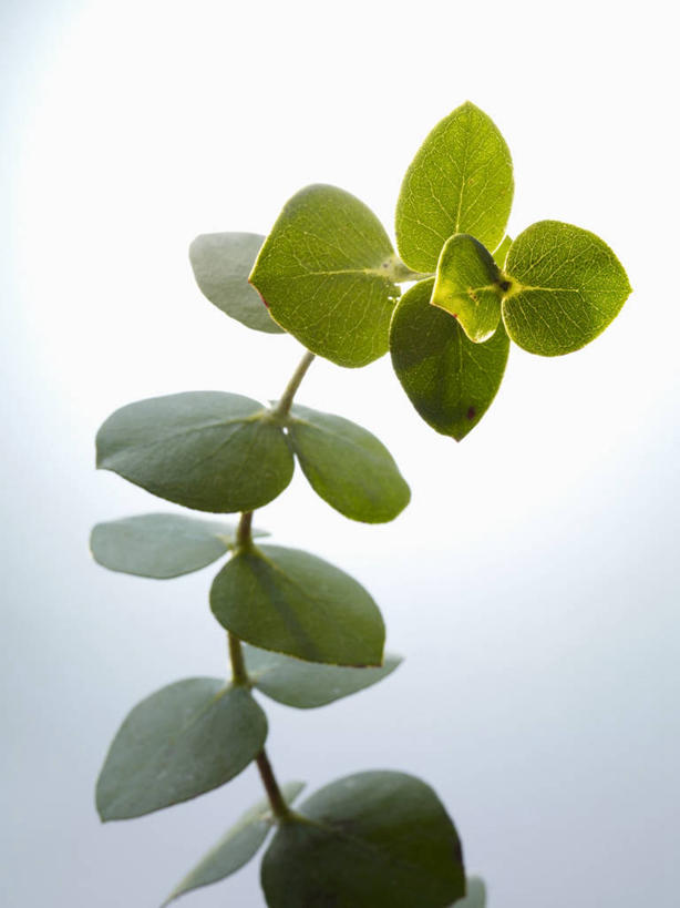 无人,竖图,俯视,室内,特写,白天,植物,叶子,阴影,灰色背景,反射,影子,绿叶,枝条,树,树木,树枝,嫩叶,摄影,影棚,虬枝,枝杈,叶,叶片,彩图,高角度拍摄,影棚拍摄,拍摄