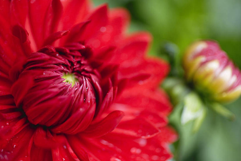 无人,横图,室外,特写,白天,正面,花海,花圃,植物,叶子,朦胧,模糊,盛开,大丽花,花蕾,花,花瓣,花朵,花卉,鲜花,一朵,红色,绿色,花丛,花束,花田,花苞,花蕊,菊花,大理花,大丽菊,富丽,大方,彩图