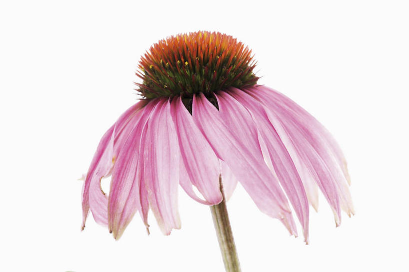 无人,横图,室内,特写,白天,白色背景,正面,爱情,幸福,阴影,盛开,反射,影子,粉红色,粉红,浪漫,花蕾,花,花瓣,花朵,鲜花,一朵,粉色,花苞,花蕊,健康,可爱,摄影,活泼,松果菊,影棚,青春,满足,甜美,时髦,紫锥花,温柔,紫锥菊,纯真,放弃,懈怠,彩图,影棚拍摄,拍摄