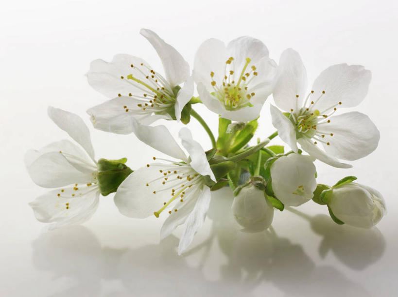 无人,横图,俯视,室内,特写,白天,白色背景,幸福,纯洁,餐桌,桌子,樱花,阴影,盛开,反射,影子,花蕾,花,花瓣,花朵,鲜花,白色,花苞,花蕊,摄影,影棚,餐台,等待,生命,仙樱花,福岛樱,青肤樱,高尚,热烈,荆桃,彩图,高角度拍摄,影棚拍摄,拍摄