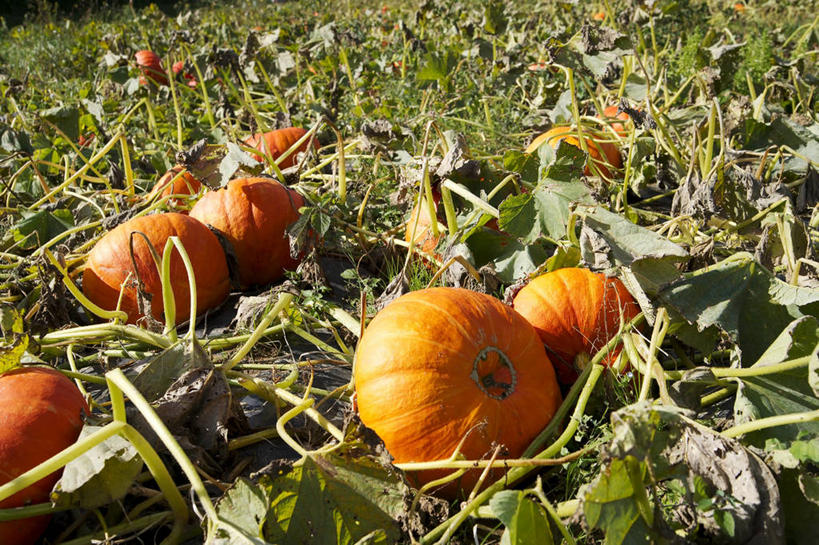 无人,横图,俯视,室外,白天,草地,草坪,植物,南瓜,蔬菜,叶子,许多,收成,阴影,新鲜,光线,影子,金瓜,食品,绿叶,很多,番瓜,草,食物,绿色,阳光,橙色,嫩叶,有机食品,绿色食品,收获,麦瓜,倭瓜,劳绩,叶,叶片,彩图,高角度拍摄