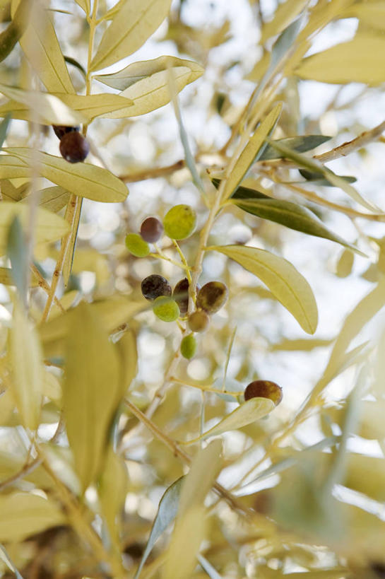 无人,竖图,室内,特写,白天,正面,美景,橄榄,水果,阴影,朦胧,模糊,新鲜,光线,影子,景观,生食,食品,果实,食物,蓝色,蓝天,天空,阳光,自然,天,景色,有机食品,绿色食品,晴朗,自然风光,万里无云,橄榄树,齐墩果,油橄榄,晴空,晴空万里,青果,白榄,彩图