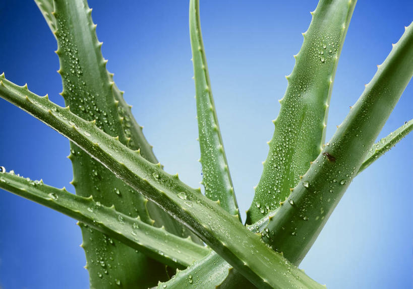无人,横图,室内,特写,白天,正面,芦荟,叶子,阴影,蓝色背景,反射,影子,绿叶,嫩叶,摄影,影棚,罗帷草,讷会,奴会,象鼻莲,象胆,叶,叶片,彩图,影棚拍摄,拍摄,油葱