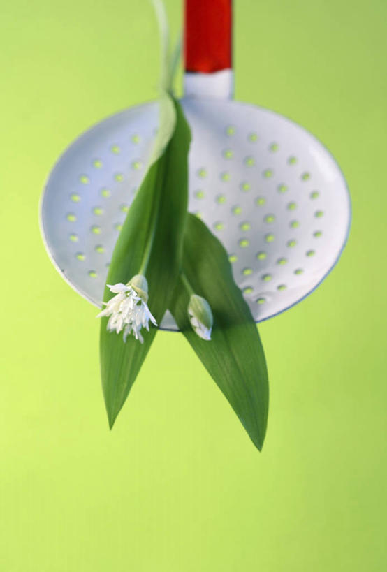 无人,竖图,俯视,室内,特写,白天,蔬菜,叶子,金属制品,一把,绿色背景,阴影,新鲜,盛开,反射,金属,滤器,影子,勺子,食品,绿叶,花蕾,花,花瓣,花朵,鲜花,食物,两朵,花苞,花蕊,嫩叶,摄影,有机食品,绿色食品,影棚,漏勺,菜芝,山蒜,小根菜,小根蒜,薤白,野葱,野蒜,野小蒜,叶,叶片,彩图,高角度拍摄,影棚拍摄,拍摄