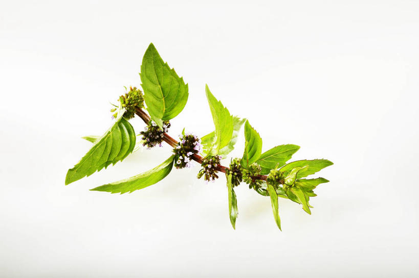 无人,横图,俯视,室内,特写,白天,白色背景,餐桌,桌子,叶子,阴影,反射,影子,调味,香料,佐料,薄荷,绿叶,银丹草,嫩叶,摄影,影棚,餐台,配料,作料,斑叶凤梨薄荷,夜息香,叶,叶片,彩图,高角度拍摄,影棚拍摄,拍摄