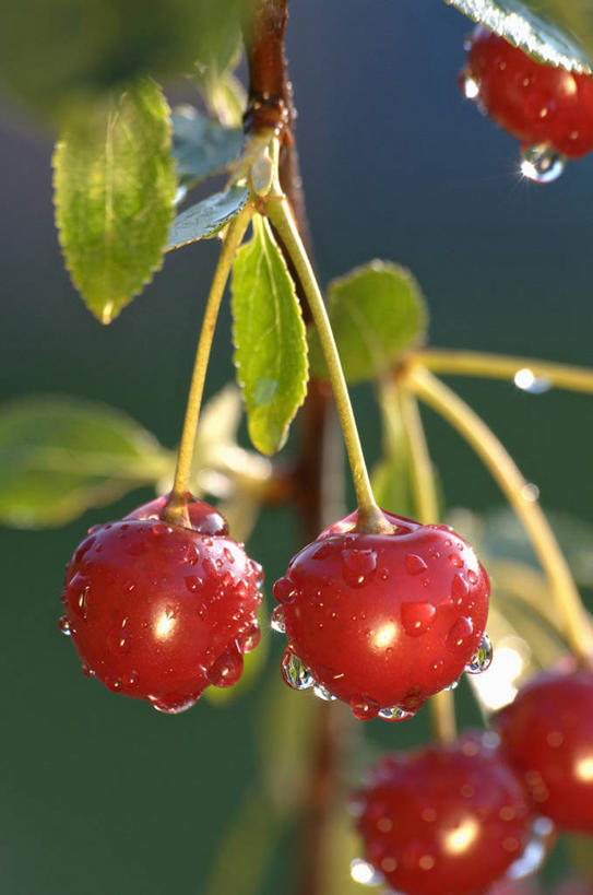 无人,果园,竖图,室外,特写,白天,正面,美景,水,田园,植物,露水,樱桃,水果,叶子,吊挂,悬挂,朦胧,模糊,新鲜,透明,液体,景观,水滴,生食,食品,果实,果树,绿叶,挂,水珠,树,树木,食物,绿色,自然,露珠,嫩叶,景色,有机食品,绿色食品,生长,成长,生机,剔透,自然风光,田庄,灵动,通明,园子,叶,叶片,樱珠,莺桃,英桃,楔桃,牛桃,荆桃,彩图,欧洲酸樱桃,酸樱桃,晶莹