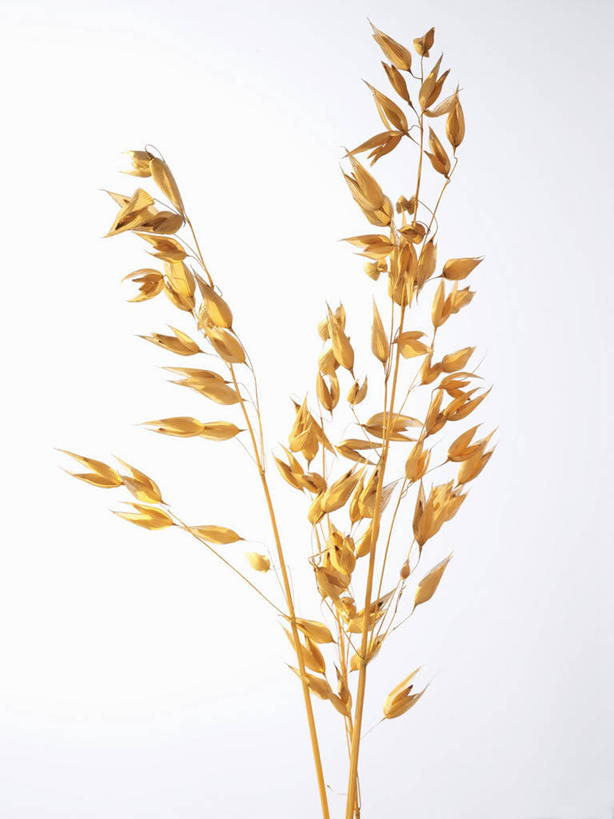 无人,竖图,俯视,室内,特写,白天,白色背景,阴影,反射,影子,燕麦,摄影,影棚,两株,玉麦,铃铛麦,裸燕麦,雀麦,野麦,莜麦,彩图,高角度拍摄,影棚拍摄,拍摄