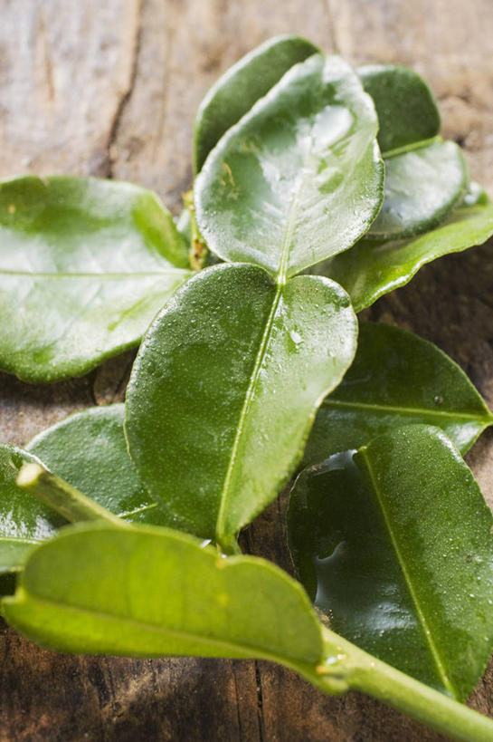 无人,竖图,俯视,室内,特写,白天,桌面,桌子,叶子,一堆,许多,阴影,堆叠,堆积,朦胧,模糊,反射,木制,影子,绿叶,木制品,嫩叶,堆,柠檬叶,叶,叶片,彩图,高角度拍摄,黎檬,洋柠檬