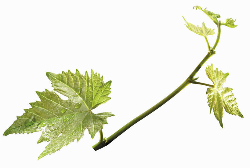 无人,横图,俯视,室内,特写,白天,白色背景,葡萄,叶子,阴影,反射,影子,绿叶,嫩叶,摄影,影棚,叶,叶片,山葫芦,蒲桃,草龙珠,彩图,高角度拍摄,影棚拍摄,拍摄