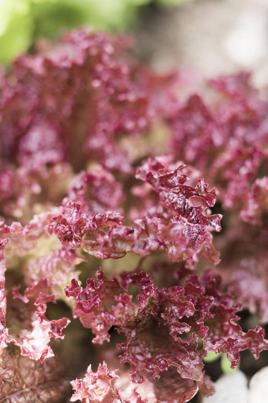 无人,竖图,俯视,室内,特写,白天,植物,蔬菜,叶子,朦胧,模糊,新鲜,纹理,生食,蔬菜沙拉,沙拉,食品,绿叶,色拉,沙律,食物,绿色,嫩叶,有机食品,绿色食品,色拉酱,千岛酱,肌理,叶,叶片,叶脉,彩图,高角度拍摄