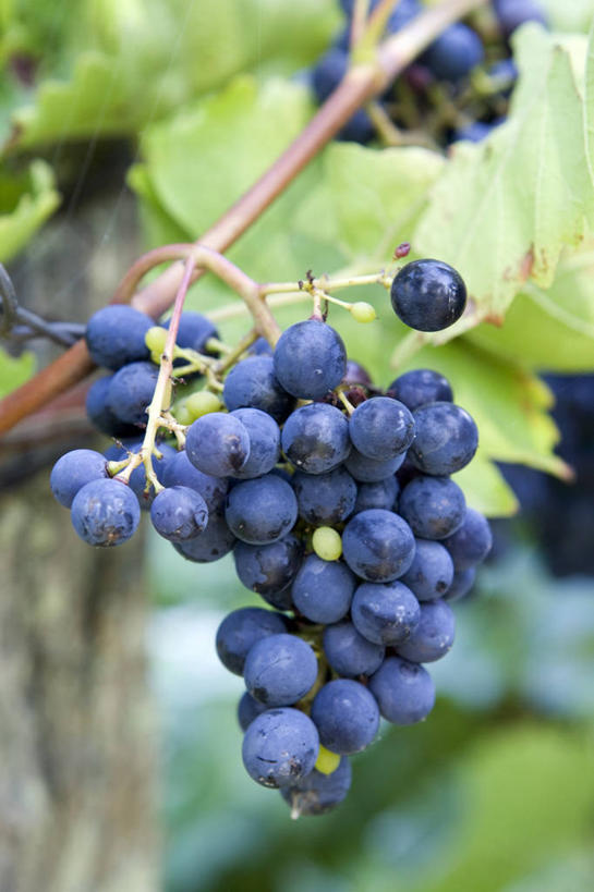 无人,果园,竖图,室外,特写,白天,正面,田园,植物,葡萄,水果,叶子,朦胧,模糊,新鲜,纹理,生食,食品,果实,绿叶,葡萄园,架子,食物,绿色,庄园,嫩叶,有机食品,绿色食品,支撑,固定,葡萄架,肌理,叶,叶片,叶脉,山葫芦,蒲桃,草龙珠,彩图