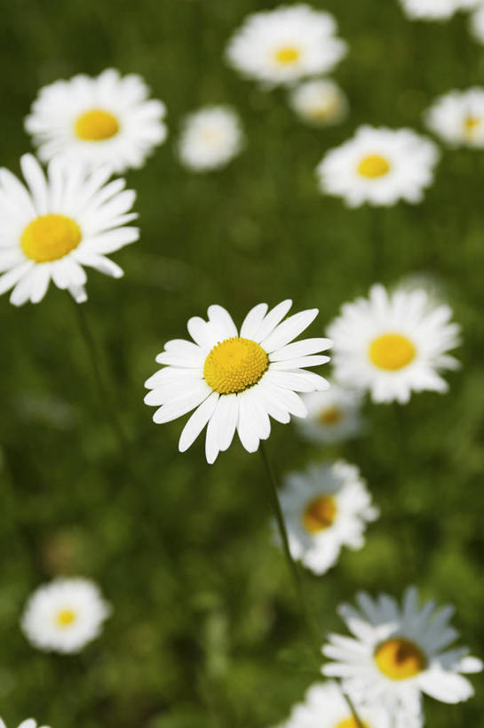 无人,竖图,俯视,室外,特写,白天,爱情,花海,花圃,美景,植物,叶子,朦胧,模糊,盛开,景观,茼蒿菊,花蕾,花,花瓣,花朵,花卉,鲜花,绿色,自然,花丛,花束,花田,花苞,花蕊,菊花,景色,吉祥,自然风光,高洁,长寿,蓬蒿菊,怀恋,清净,真情,寿客,秋菊,木春菊,木茼蒿,彩图,高角度拍摄