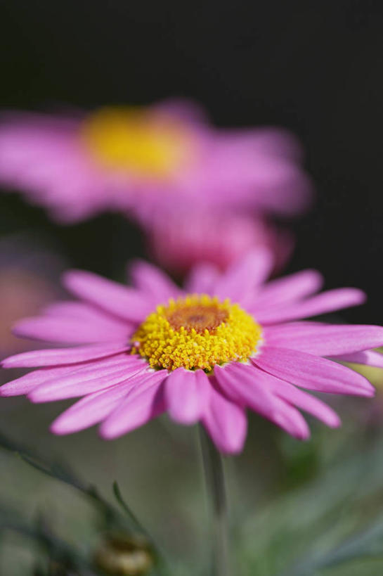 无人,竖图,室外,特写,白天,正面,花海,花圃,植物,叶子,朦胧,模糊,盛开,非洲菊,花蕾,花,花瓣,花朵,花卉,鲜花,两朵,粉色,绿色,花丛,花束,花田,花苞,花蕊,菊花,扶郎花,灯盏花,千日菊,彩图