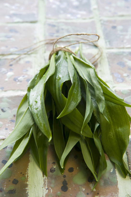 无人,竖图,俯视,室内,特写,白天,植物,桌面,桌子,叶子,阴影,反射,木制,纹理,影子,绿叶,绿色,木制品,嫩叶,肌理,菜芝,山蒜,小根菜,小根蒜,薤白,野葱,野蒜,野小蒜,叶,叶片,叶脉,彩图,高角度拍摄