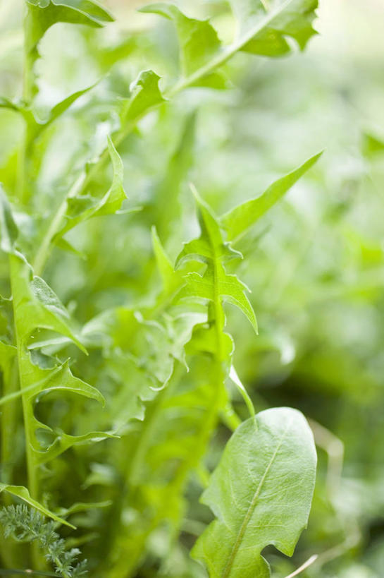 无人,竖图,室外,特写,白天,正面,爱情,植物,蒲公英,叶子,阴影,朦胧,模糊,光线,纹理,影子,绿叶,绿色,阳光,嫩叶,肌理,开朗,叶,叶片,叶脉,蒲公草,尿床草,彩图