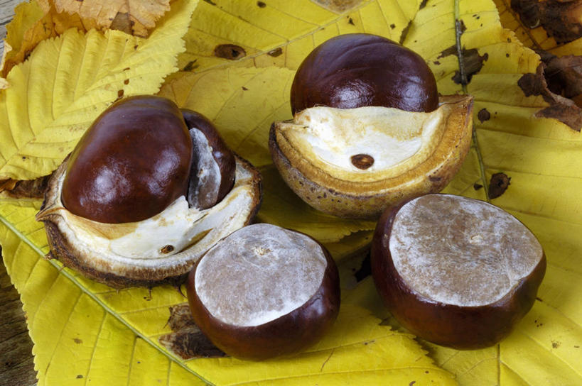 无人,横图,俯视,室内,特写,白天,餐桌,桌子,叶子,阴影,反射,影子,板栗,栗子,坚果,枯叶,落叶,毛栗子,黄色,餐台,毛栗,栗果,栗楔,叶,叶片,彩图,高角度拍摄