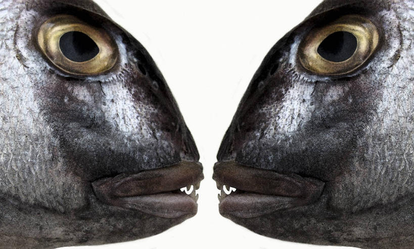 海鲜,头,无人,横图,室内,特写,白天,白色背景,正面,餐桌,桌子,两条,阴影,反射,鱼,影子,水产,鱼类,海洋生物,相视,面对面,摄影,影棚,餐台,对视,互视,水生动物,海产品,相对,水生物,海底动物,相看,头部,半身,彩图,影棚拍摄,拍摄