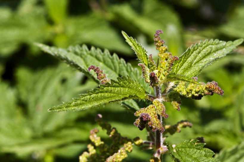 无人,农田,横图,俯视,室外,特写,白天,庄稼,农作物,美景,植物,许多,阴影,朦胧,模糊,光线,影子,景观,草药,药草,中药,阳光,自然,景色,自然风光,药材,中草药,荨麻,中药材,本草,防盗草,无情草,咬人草,咬人猫,彩图,高角度拍摄,耕地,庄稼田