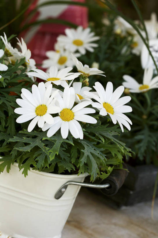 无人,竖图,俯视,室内,特写,白天,爱情,叶子,许多,阴影,盛开,反射,铁桶,桶,影子,绿叶,茼蒿菊,花蕾,花,花瓣,花朵,鲜花,白色,容器,花苞,花蕊,嫩叶,菊花,储藏,吉祥,储存,高洁,长寿,蓬蒿菊,怀恋,清净,真情,寿客,秋菊,木春菊,木茼蒿,叶,叶片,彩图,高角度拍摄,贮存