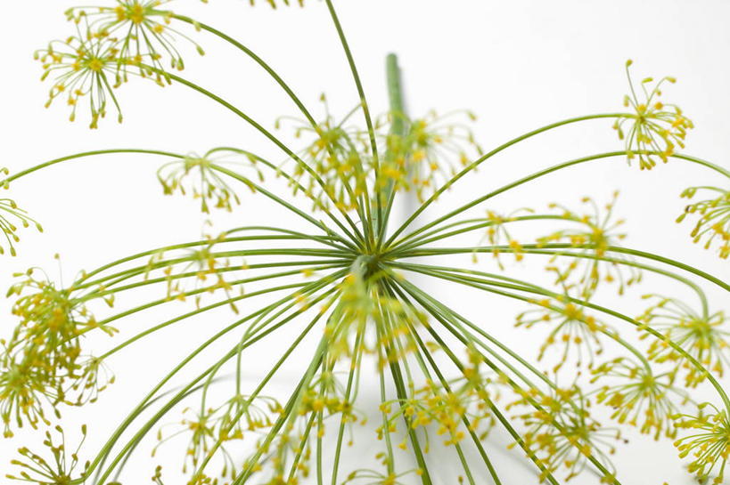 无人,横图,俯视,室内,特写,白天,白色背景,阴影,反射,影子,调味,香料,佐料,摄影,影棚,配料,莳萝,作料,洋茴香,土茴香,彩图,高角度拍摄,影棚拍摄,拍摄