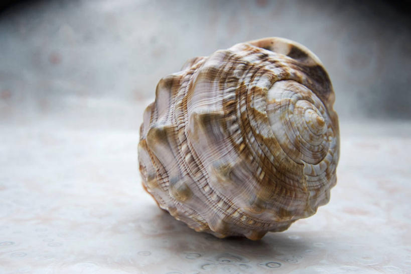 无人,横图,俯视,室内,特写,白天,餐桌,桌子,阴影,反射,影子,海螺,海洋生物,一个,摄影,影棚,单个,餐台,软体动物,峨螺,水生动物,水生物,海底动物,彩图,高角度拍摄,影棚拍摄,拍摄