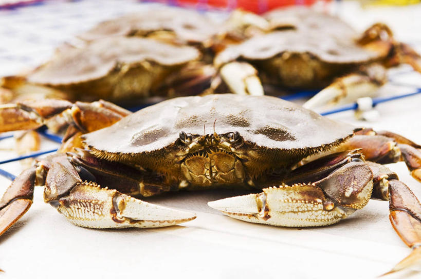 蟹,无人,横图,俯视,室内,特写,白天,餐桌,桌子,阴影,朦胧,模糊,反射,螃蟹,影子,趴着,五只,餐台,甲壳动物,趴,半身,彩图,高角度拍摄,珍宝蟹