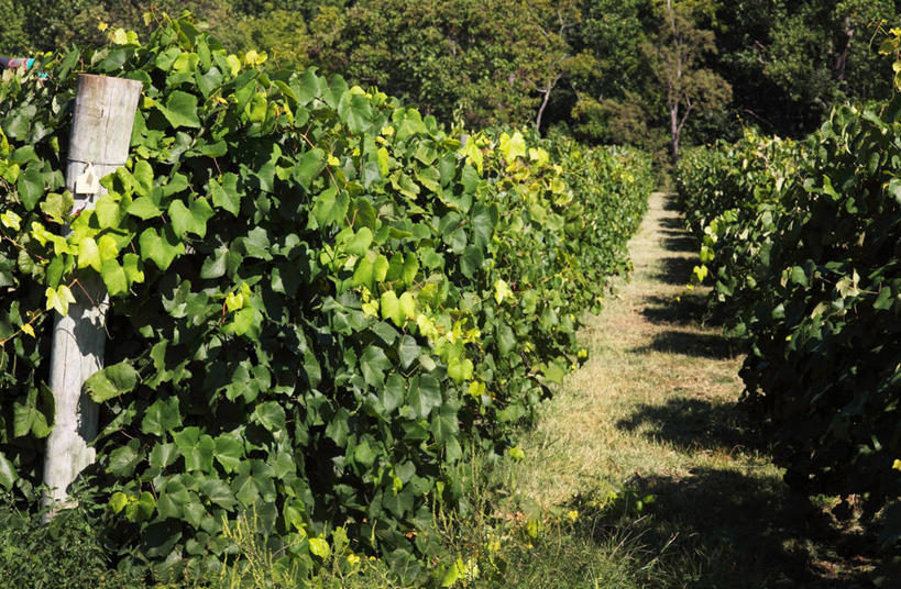 无人,果园,横图,室外,白天,正面,旅游,度假,美景,田园,葡萄,水果,美国,阴影,新鲜,光线,影子,景观,生食,食品,果实,娱乐,葡萄园,架子,食物,阳光,自然,庄园,享受,休闲,景色,放松,有机食品,绿色食品,支撑,固定,北美,北美洲,自然风光,美洲,葡萄架,弗吉尼亚,弗吉尼亚州,北亚美利加洲,亚美利加洲,维吉尼亚,老自治领州,山葫芦,蒲桃,草龙珠,彩图