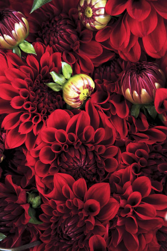 无人,竖图,俯视,室内,特写,白天,阴影,朦胧,模糊,盛开,反射,影子,大丽花,花蕾,花,花瓣,花朵,鲜花,红色,花苞,花蕊,菊花,幼稚,大理花,暴躁,原始,暴力,大丽菊,张扬,富丽,大方,赤色,卑俗,血腥,激动,危险,彩图,高角度拍摄