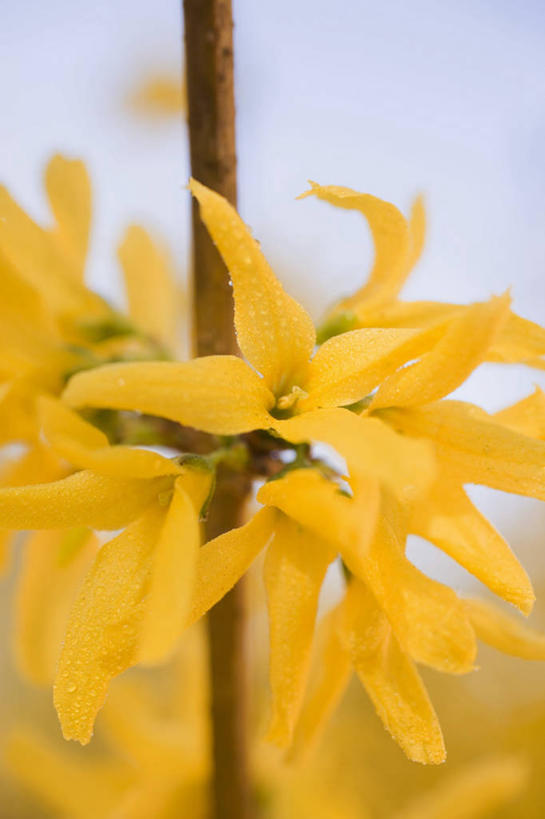 无人,竖图,室外,特写,白天,正面,美景,植物,连翘,朦胧,模糊,盛开,景观,草药,药草,花蕾,中药,花,花瓣,花朵,鲜花,黄色,自然,花苞,花蕊,景色,自然风光,药材,中草药,中药材,本草,青翘,落翘,连壳,黄奇丹,黄花条,彩图