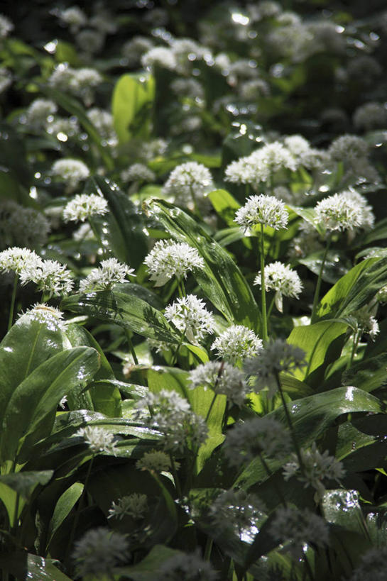 无人,竖图,室外,特写,白天,正面,植物,叶子,朦胧,模糊,盛开,纹理,绿叶,花蕾,花,花瓣,花朵,鲜花,绿色,花苞,花蕊,嫩叶,肌理,菜芝,山蒜,小根菜,小根蒜,薤白,野葱,野蒜,野小蒜,叶,叶片,叶脉,彩图