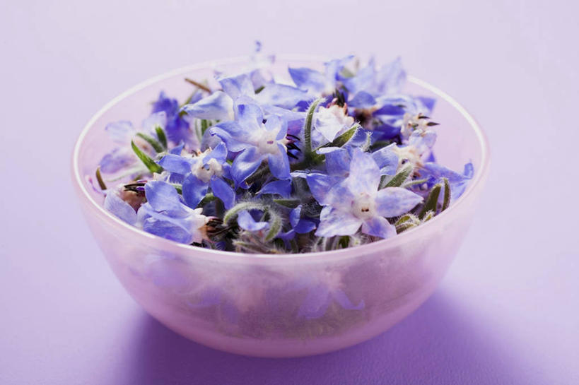 无人,横图,俯视,室内,特写,白天,植物,桌面,桌子,阴影,紫色背景,盛开,反射,木制,影子,陶瓷,草药,药草,陶瓷制品,花蕾,中药,花,花瓣,花朵,鲜花,一个,蓝色,木制品,容器,碗,花苞,花蕊,摄影,影棚,单个,储藏,储存,药材,中草药,琉璃苣,中药材,本草,茈草,鸦衔草,紫草,紫丹,彩图,高角度拍摄,影棚拍摄,拍摄,贮存