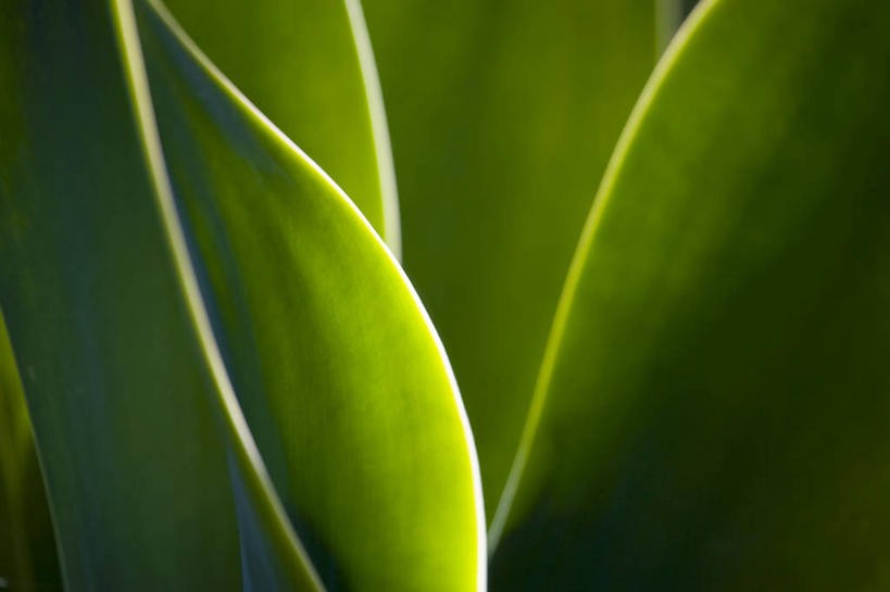 无人,横图,室内,特写,白天,正面,植物,叶子,阴影,新鲜,反射,纹理,影子,绿叶,绿色,嫩叶,青春,生命,和平,安详,肌理,冷色,叶,叶片,叶脉,彩图